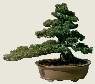 white pine